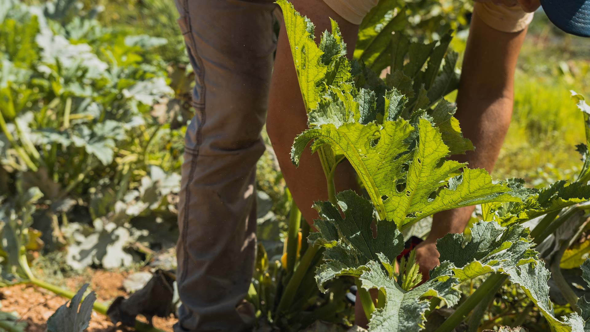 CanZol-Finca-Ecologica-ibiza-LaFinca-2