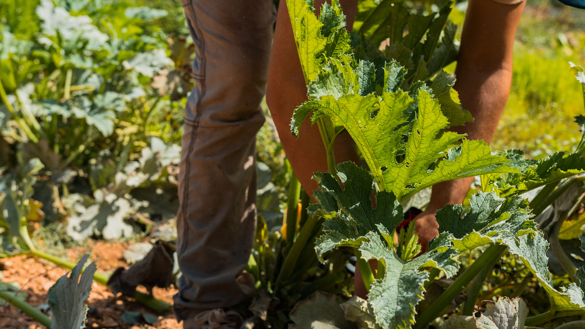 CanZol-Finca-Ecologica-ibiza-historia