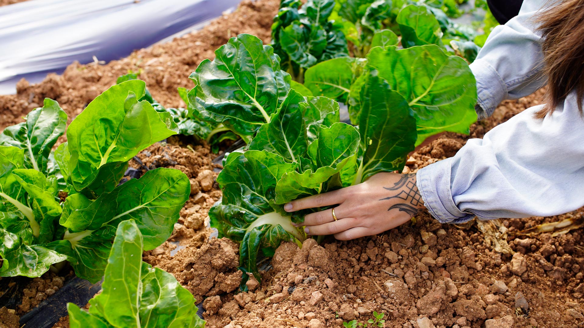 finca ecológica en Ibiza Can Zol