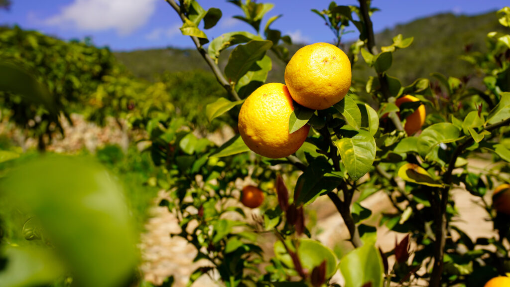 finca ecológica en Ibiza Can Zol