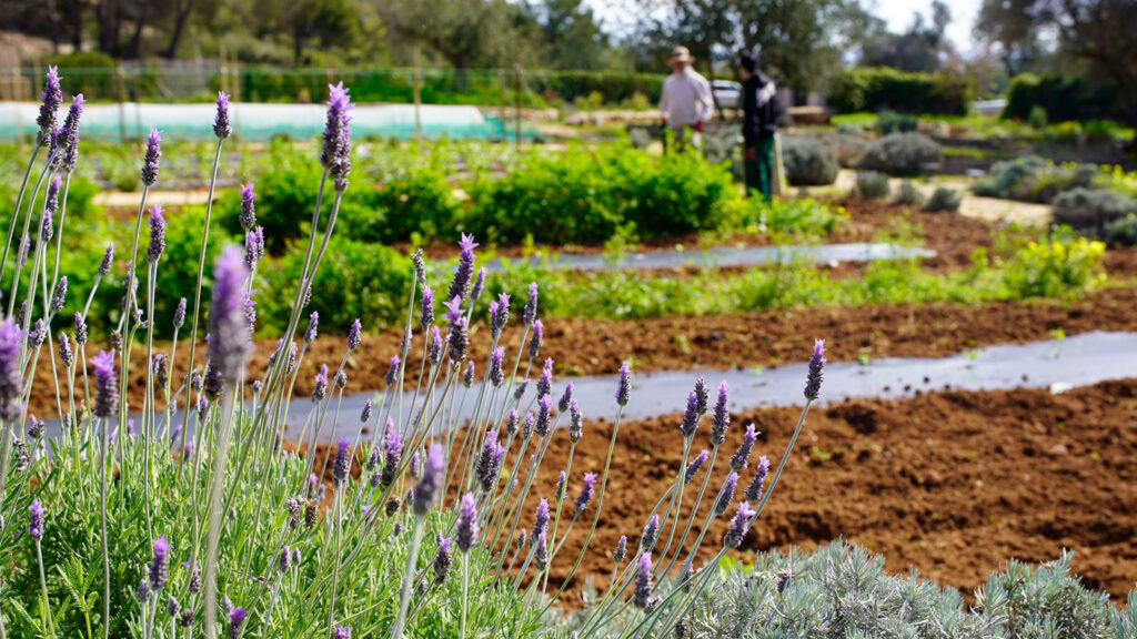finca ecológica en Ibiza Can Zol