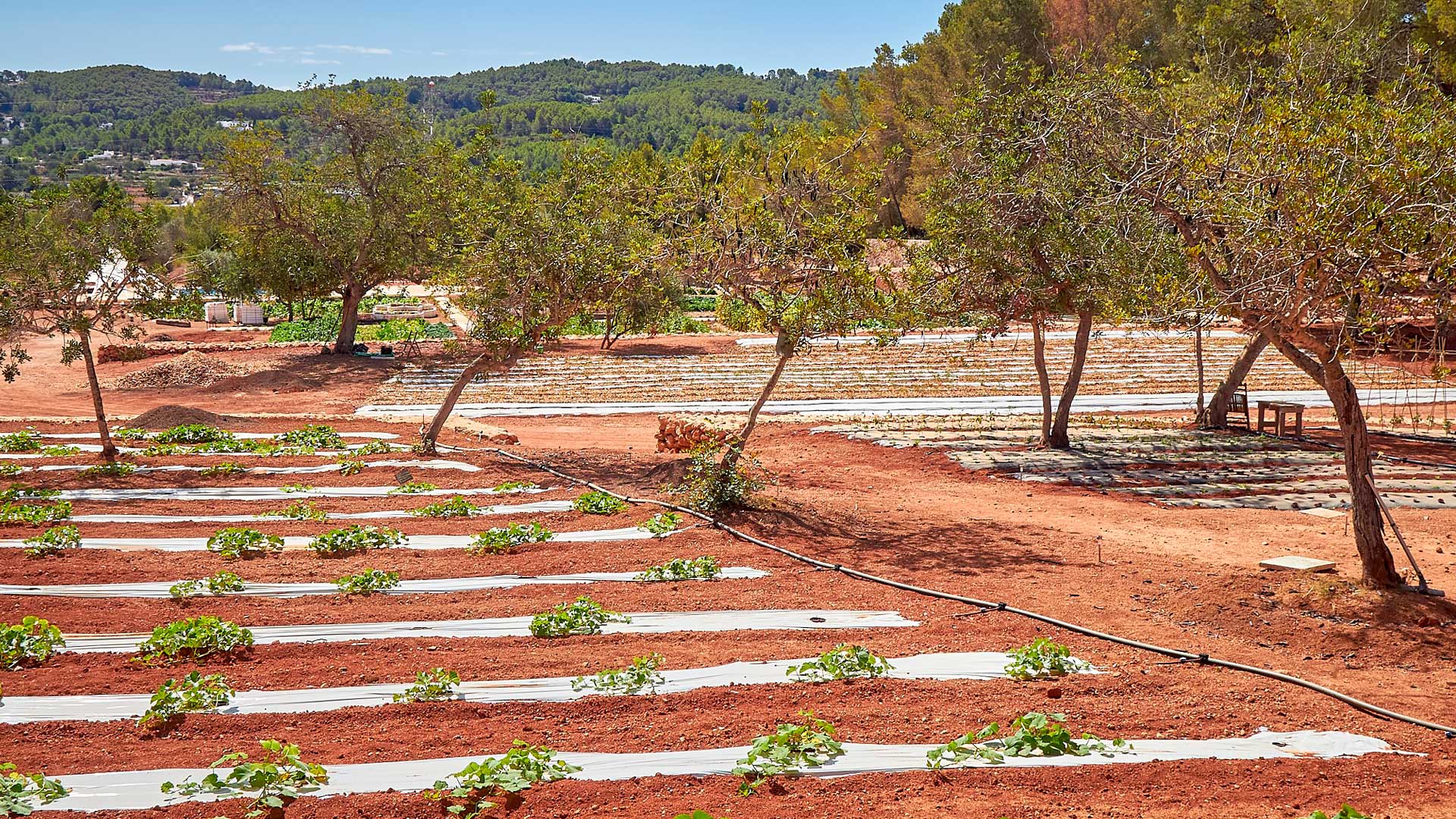 CanZol-Finca-Ecologica-ibiza-lafinca