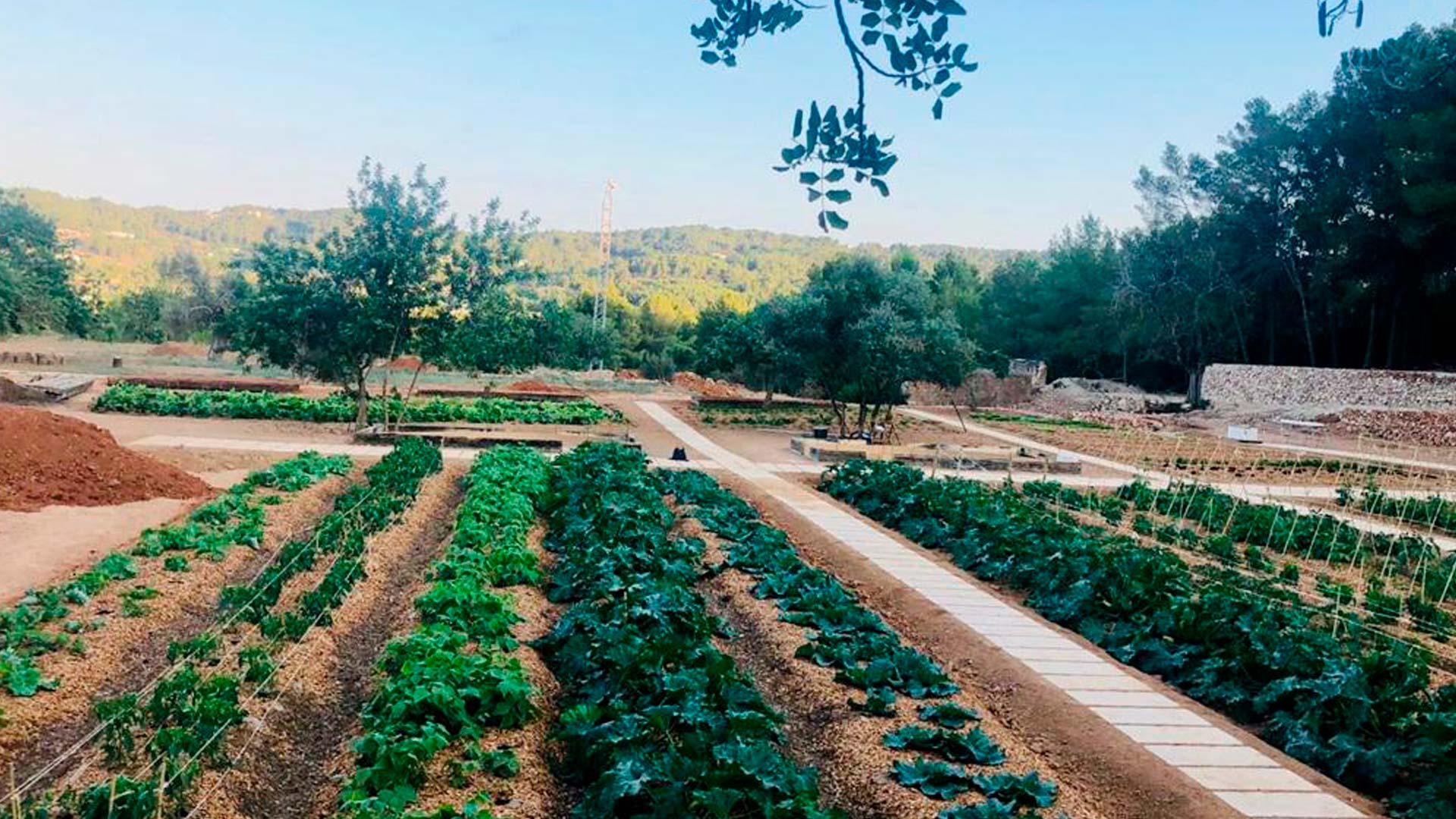 CanZol-Finca-Ecologica-ibiza-lafinca-7